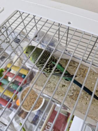 Image 4 of Pair of budgies back up for rehoming due to let down no offe