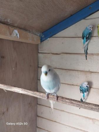 Image 2 of Budgies for sale 2 years old variety of colours cocks only