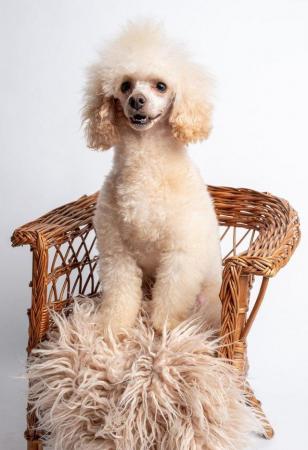 Image 3 of KC REG EXTENSIVELY HEALTH TESTED TOY POODLE STUD
