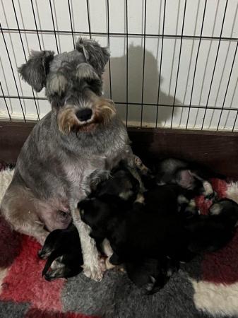 Image 4 of ALL GONE Miniature Schnauzer Pups KC REGISTERED