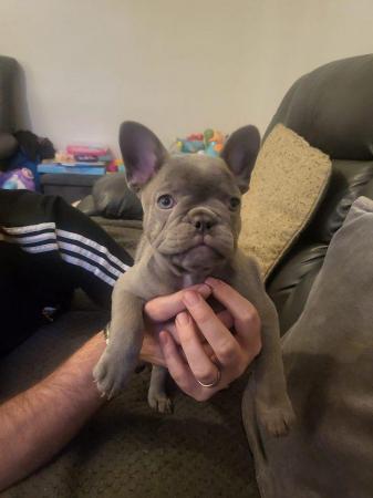 Image 10 of French Bulldog Puppies ALL SOLD
