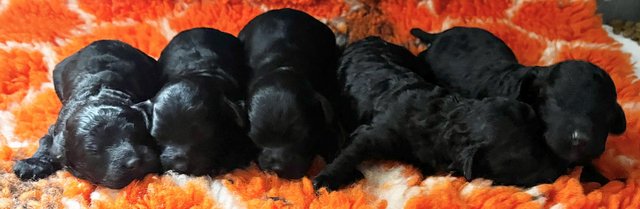 Image 2 of Ready this week!Stunning tiny cavapoo f1b puppy,last 1 left