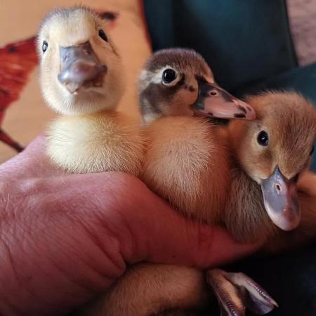 Image 1 of Gorgeous Indian Runner Ducklings
