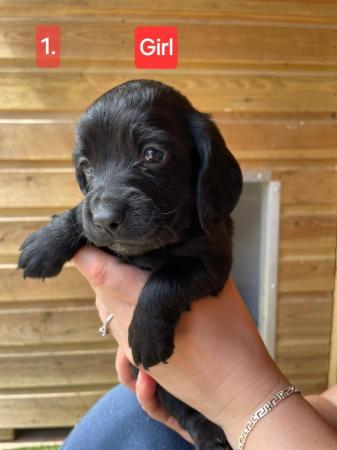 Image 6 of Gorgeous worker Sprocker pups