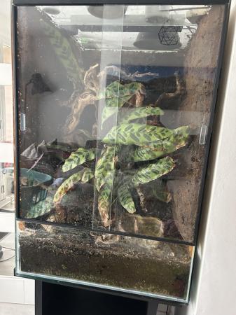 Image 2 of Jungle carpet python for sale
