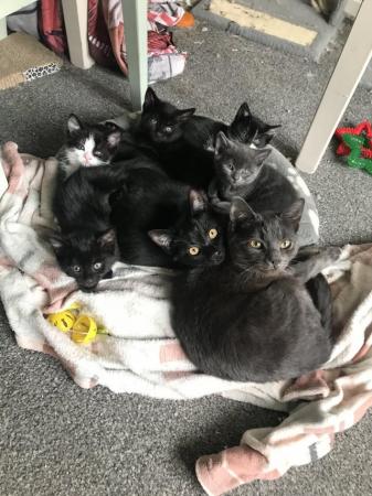 Image 11 of Kittens for sale ready to leave now