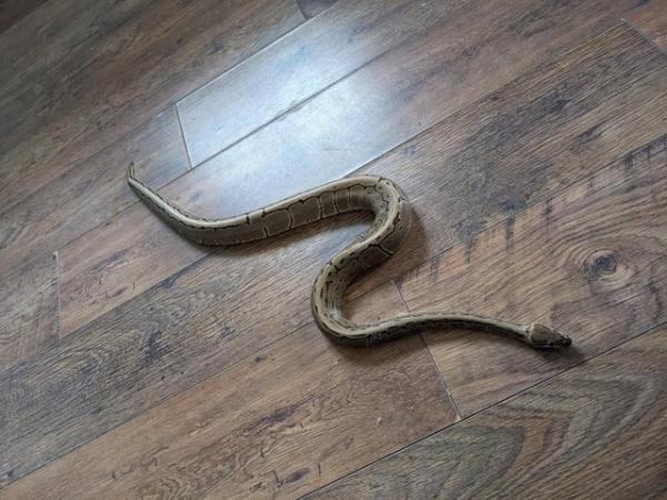 Image 3 of Pinstripe Royal Python  For Sale