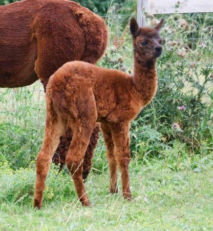 Image 6 of ALPACA  YOUNG FEMALES MAINLY FROM GREY CHAMPIONS