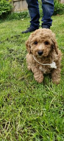 Image 9 of Beautiful Red Poodle Puppies READY THIS WEEKEND.