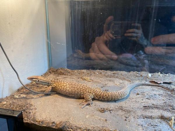 Image 2 of Male Ackie monitor for sale