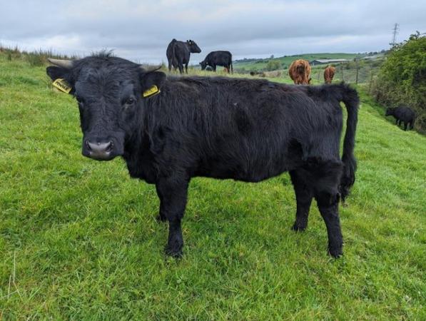 Image 3 of 11 month old Dexter heifers for sale