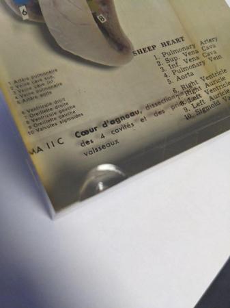Image 10 of French sheep heart in resin anatomically labelled