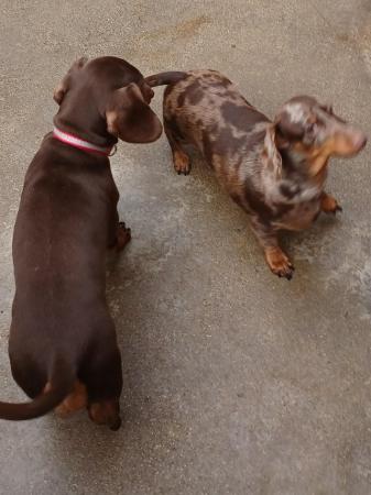 Poodle puppies for sale in Lincoln, Lincolnshire – 3 years old - Image 5 of 5