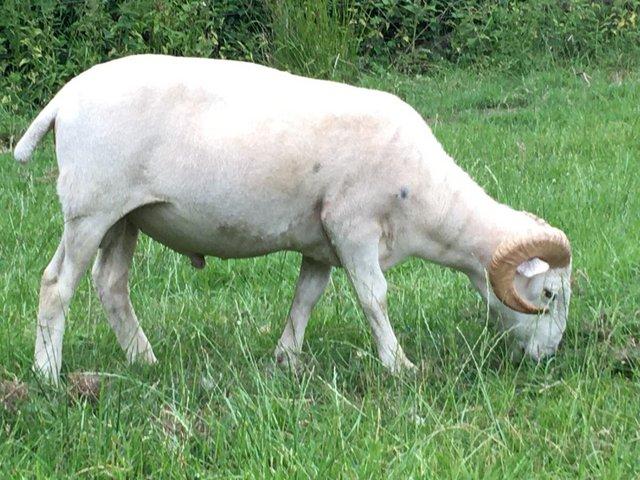 Preview of the first image of Wiltshire Horn registered 1 & 2 yr old rams.