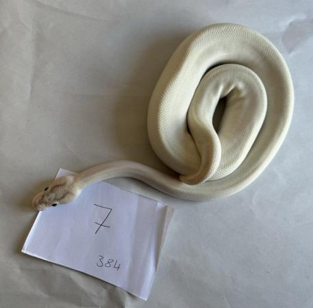 Image 8 of Ball pythons, selling whole collection plus vivs