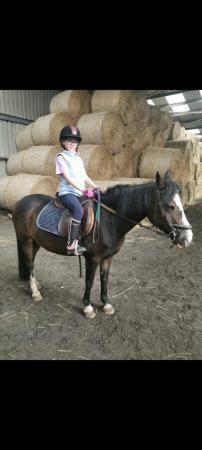 Image 1 of Wanted pony/horse to loan