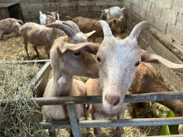 Image 2 of British Guernsey type wether pet goats