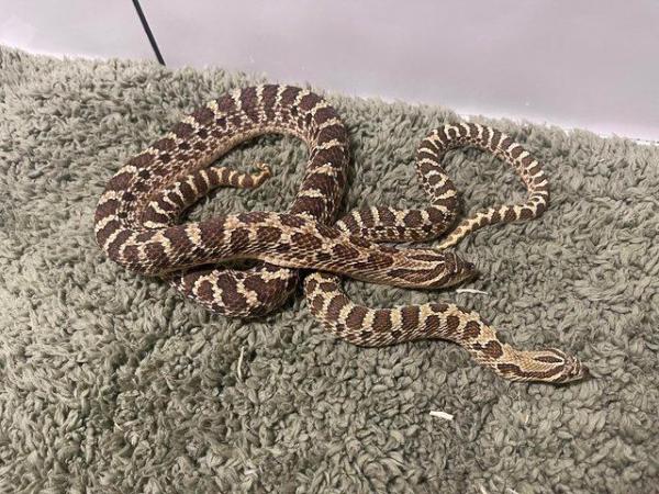 Image 2 of Hognose , gecko for sale( reptiles )