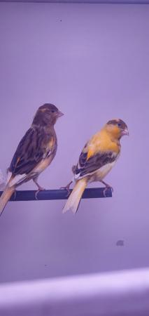Image 2 of Beautiful Canaries Available Now