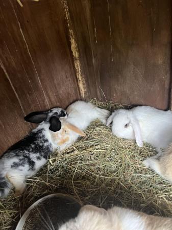 Image 2 of Baby Mini Lop bunnies for new homes