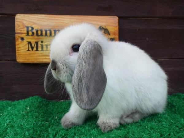 Image 1 of Miniature Lop Baby Rabbits available now