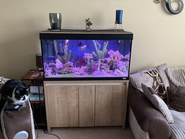 Preview of the first image of Stunning Fluval Fish tank(Bluetooth)200L No fish!.