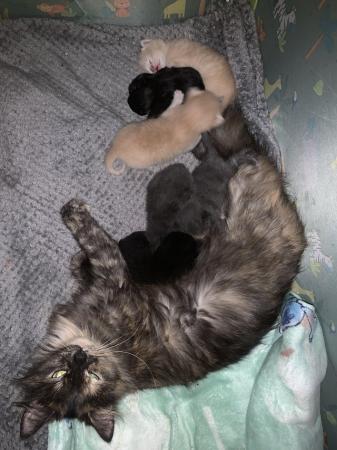 Image 6 of mixed main coon kittens