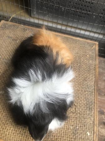 Image 6 of Funky longhaired Peruvian guinea pig girls