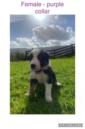 Image 5 of 7 border collie puppies for sale.will be microchiped