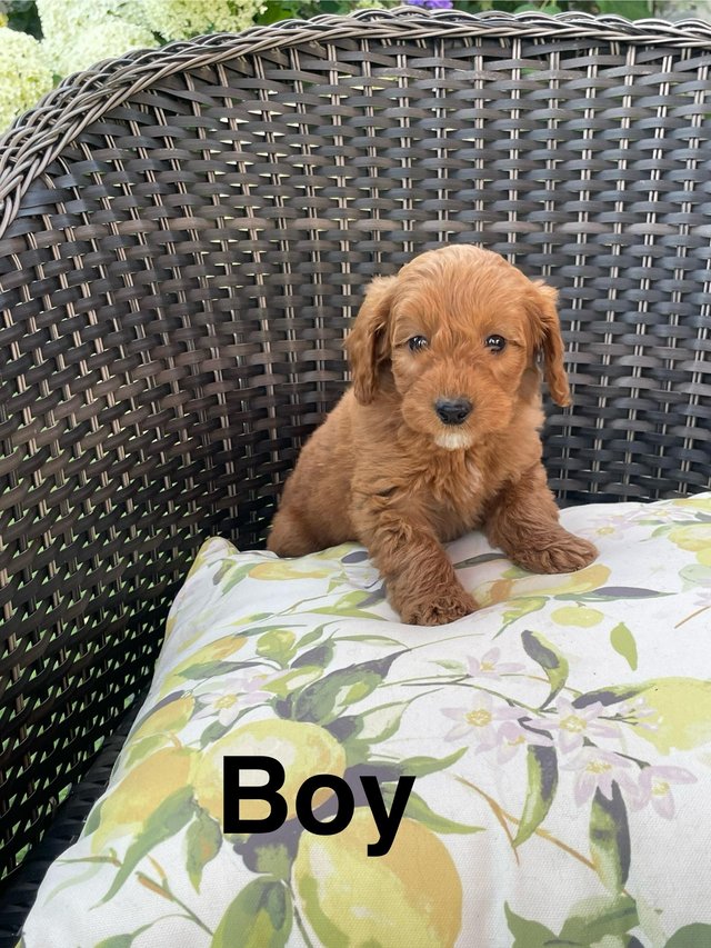 Preview of the first image of 8 week old Cockapoo F1B puppies.