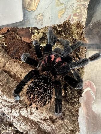 Image 5 of Tarantulas for sale - see sp available