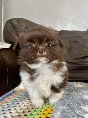 Image 1 of Ready Now Beautiful Pom shih pups 1 female 1 male