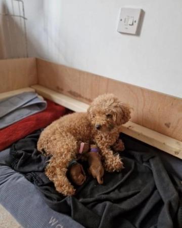 Image 3 of Toy poodle girls only 2 from a litter