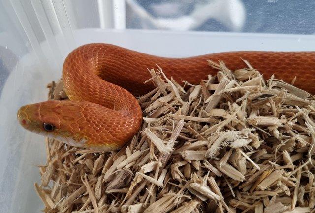 Image 2 of Sunkissed stripe male adult corn snake