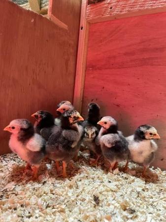 Image 3 of Silver lace Wyandotte Hatching eggs and chicks available!