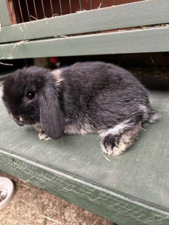 Image 4 of MINI LOP BUNNIES / 5 STAR HOMES ONLY