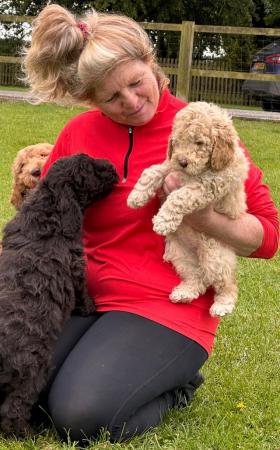 Image 3 of STUNNING DOUBLE DOODLES COCKAPOO X LABRADOODLE