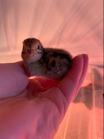 Image 1 of Day old to 2 week Japanese Quails in Many Colours Inc Black