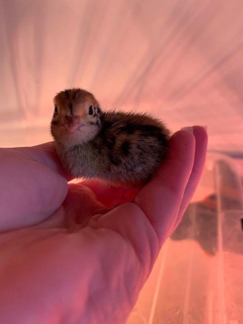 Preview of the first image of Day olds to 4 weeks Japanese Quails in Many Colours.