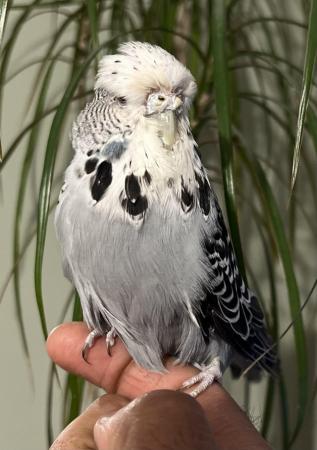 Image 19 of Hand Tame Baby Budgie Parakeets