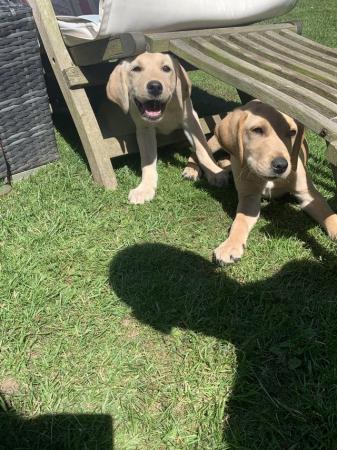 Image 6 of 14 weekold Labrador puppies for sale!!