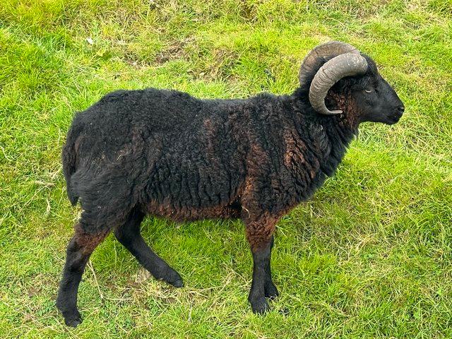 Preview of the first image of Ouessant Ram, 18 month old, lovely kind nature.