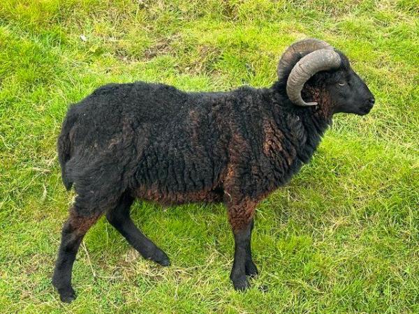 Image 1 of Ouessant Ram, 18 month old, lovely kind nature