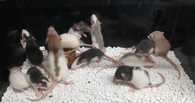 Image 13 of Baby Rats Dumbo's and Straight ears