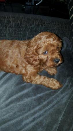 Image 38 of RED KC REG TOY POODLE FOR STUD ONLY! HEALTH TESTED