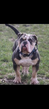 Image 8 of Old english bulldog pups sired by dual champion dax