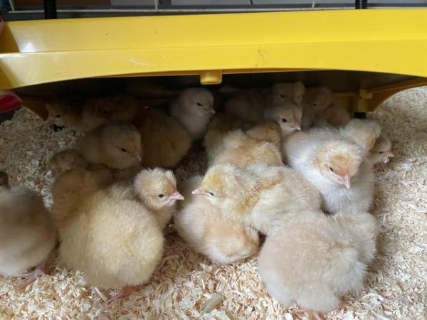 Image 3 of Orpington chicks available