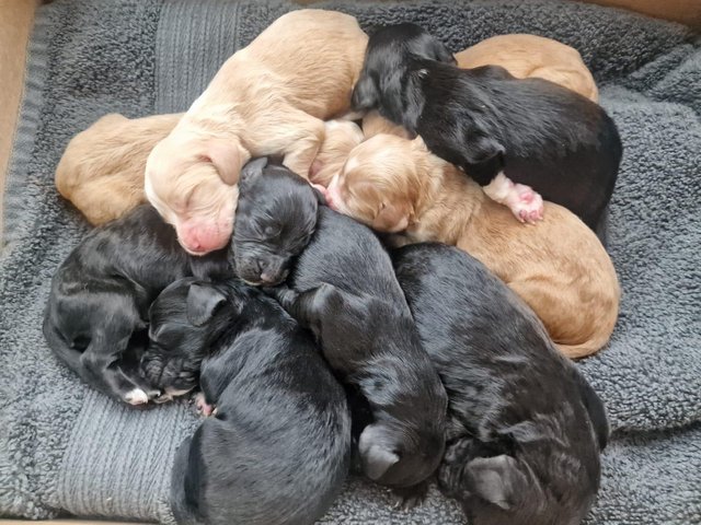 Preview of the first image of Beautiful Cocker Spaniel pups.