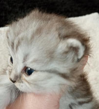 Image 11 of Stunning Persian Cross Kittens