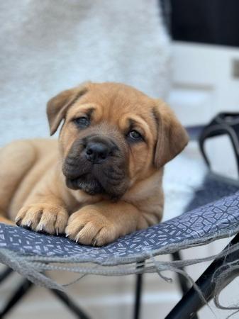 Image 20 of Large mix breed puppies for sale